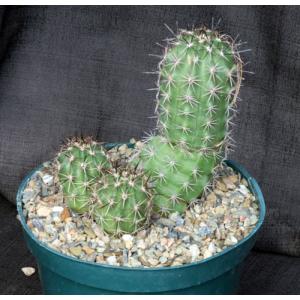 Echinocereus coccineus 8-inch pots