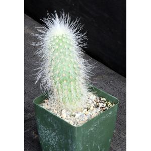 Echinocereus delaetii 4-inch pots