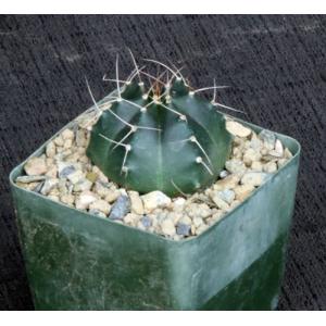 Echinocereus knippelianus 4-inch pots