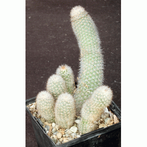 Echinocereus laui 5-inch pots