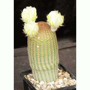 Echinocereus pectinatus var. albiflorus 5-inch pots