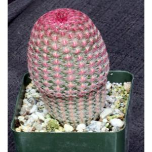 Echinocereus pectinatus 4-inch pots