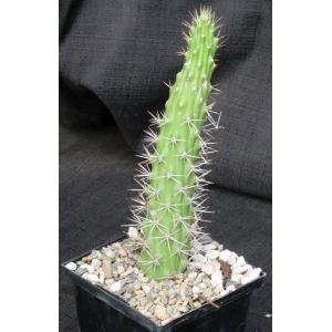 Echinocereus pencilis 5-inch pots