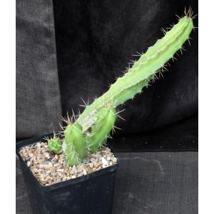 Echinocereus pentalophus ssp. pentalophus (2003-518-02) one-gall