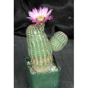 Echinocereus reichenbachii (minor) 4-inch pots