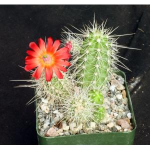 Echinocereus sanpedroensis 4-inch pots