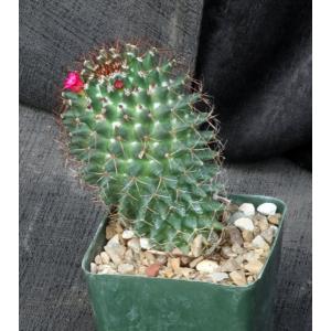 Echinocereus scheeri ssp. gentryi 4-inch pots