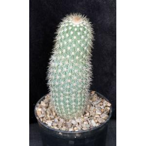 Echinocereus websterianus 5-inch pots