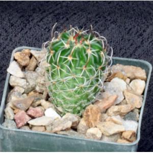 Echinofossulocactus phyllacanthus 3-inch pots