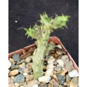 Edithcolea grandis 3-inch pots