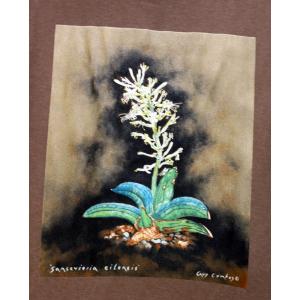 T-shirt, Sansevieria eilensis, Large, Espresso