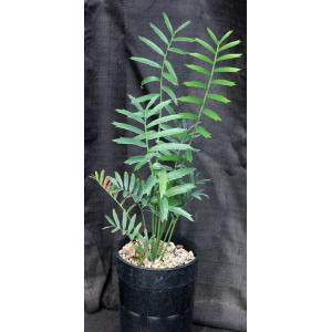 Encephalartos arenarius 2-gallon pots