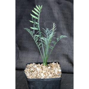 Encephalartos horridus one-gallon pots
