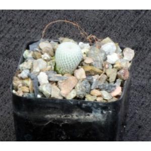 Epithelantha micromeris var. micromeris 2-inch pots