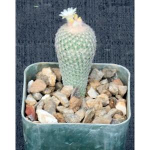 Epithelantha micromeris var. greggii 2-inch pots
