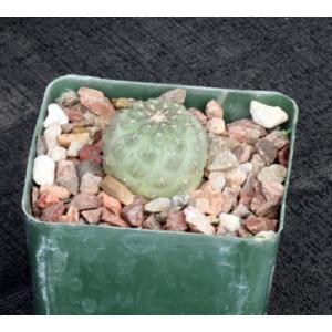 Eriosyce napina 4-inch pots