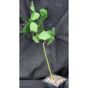 Erythrina caffra 5-inch pots
