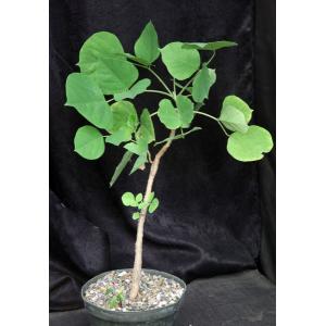 Erythrina madagascariensis 8-inch pots
