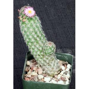 Escobaria chihuahuensis ssp. henricksonii 4-inch pots