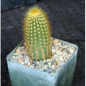Espostoa guentheri 4-inch pots