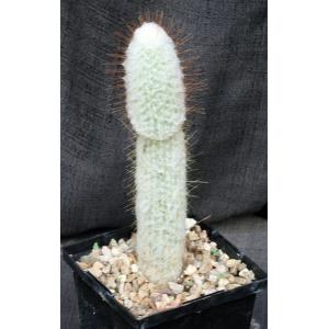 Espostoopsis dybowskii 5-inch pots