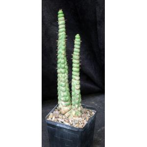 Eulychnia castanea fm spiralis 5-inch pots