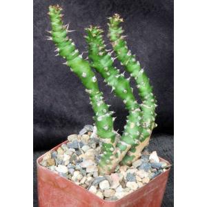 Euphorbia sp. aff. immersa (L&H 10365) 4-inch pots