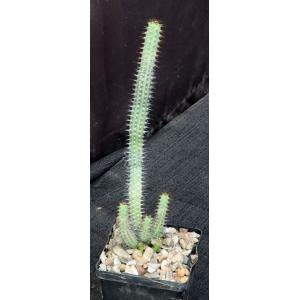 Euphorbia baioensis 4-inch pots