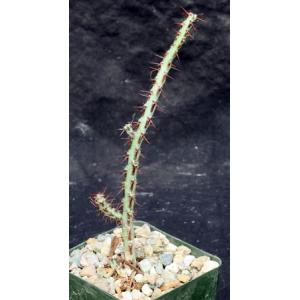 Euphorbia aeruginosa (minor) 4-inch pots