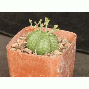 Euphorbia valida (GM007) 4-inch pots