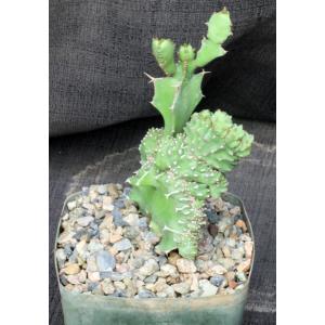 Euphorbia sp. Edward Hummell (crest) 5-inch pots