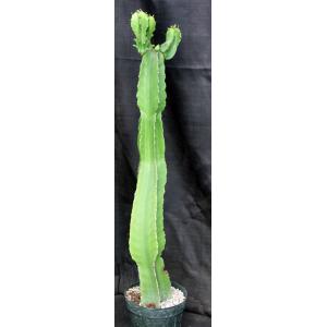 Euphorbia abyssinica 8-inch pots