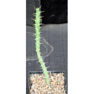 Euphorbia actinoclada (Lav 12224) 5-inch pots