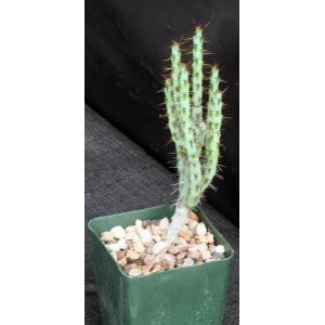 Euphorbia aeruginosa (major) 4-inch pots