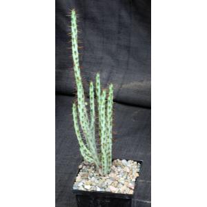 Euphorbia aeruginosa (major) 5-inch pots