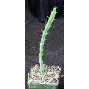 Euphorbia ambroseae 4-inch pots