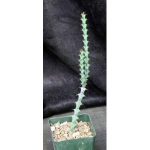 Euphorbia angustiflora 4-inch pots