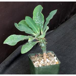 Euphorbia analavelonensis 4-inch pots