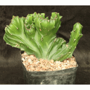 Euphorbia antiquorum (crest) one-gallon pots