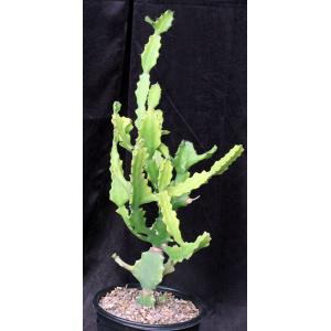 Euphorbia antiquorum 2-gallon pots
