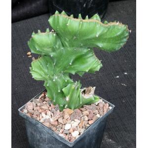 Euphorbia antiquorum (crest) 5-inch pots