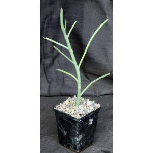 Euphorbia arbuscula 5-inch pots
