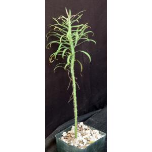 Euphorbia atropurpurea 5-inch pots