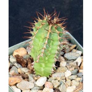 Euphorbia avasmontana 3-inch pots