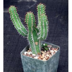 Euphorbia avasmontana 4-inch pots
