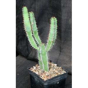Euphorbia avasmontana (Upington) 5-inch pots