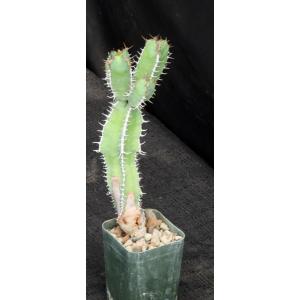 Euphorbia avasmontana (Upington) 2-inch pots