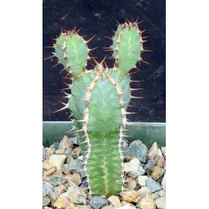 Euphorbia avasmontana 4-inch pots