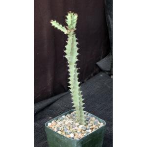 Euphorbia baylissiivar. mozambiquensis 5-inch pots