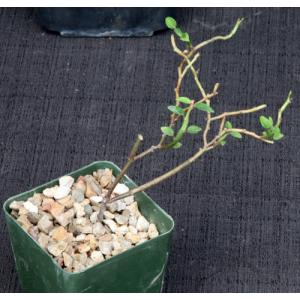 Euphorbia bemarahaensis 4-inch pots